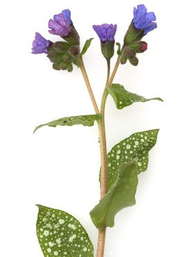 Lungenkraut, geschnitten, 100 g