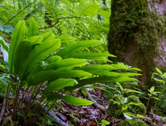 Hirschzungenkraut, geschnitten, 50 g