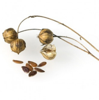 Leinsamen, ganz, 200 g