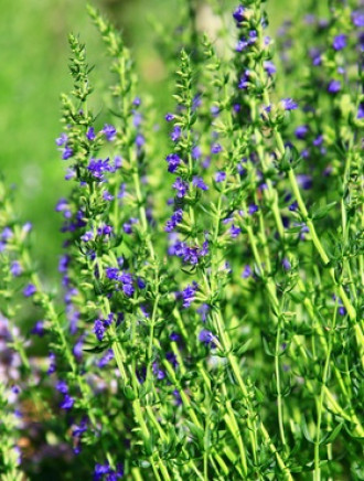 Ysopkraut, gemahlen, 100 g