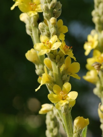 Königskerzenblüten, ganz, 100 g