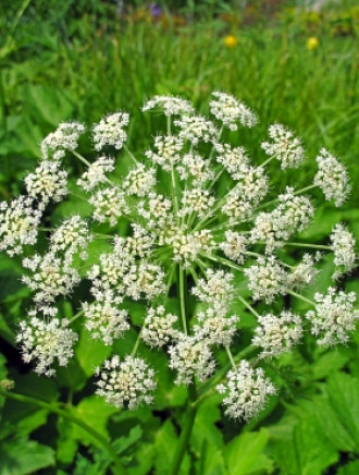 Meisterwurzel,geschnitten, 50 g